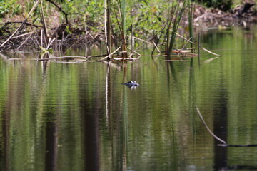 American Alligator