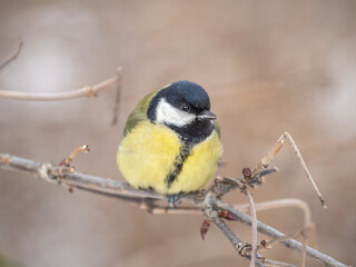 Cute bird Great tit, songbird sitting on a branch without leaves in the autumn or winter.