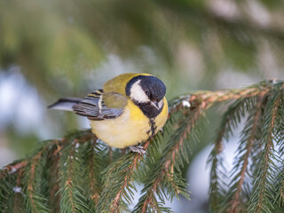 Obraz na płótnie Canvas Cute bird Great tit, songbird sitting on the fir branch