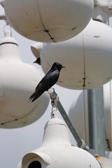 Purple Martin © elvis santana