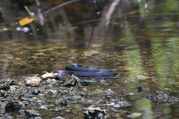 water snake