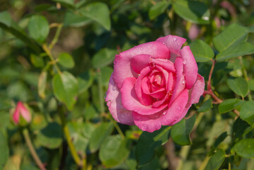 Beautiful flower  (pink roses) with selective focus blur background.Flowers morning natural light summer. Concept Valentine's Day, love, wedding, February 14, wedding anniversary, wallpaper