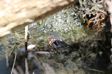 water snake