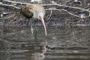 American White Ibis