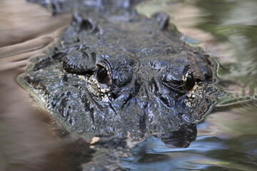 Alligator