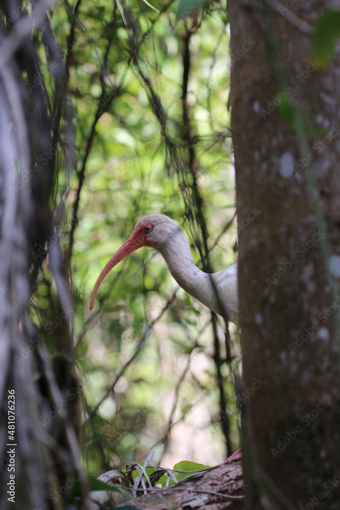 Sticker American White Ibis