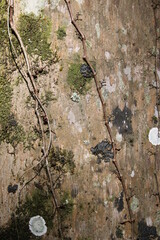 bark fungus