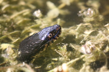 Water Snake