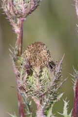 Purple Thistle