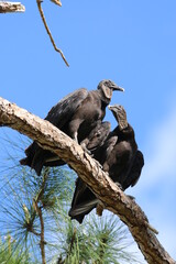 black vulture