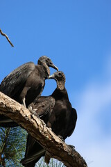 black vulture