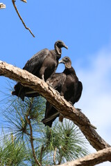black vulture