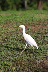cattle egret