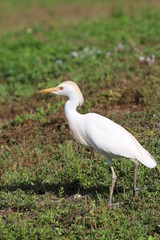 cattle egret