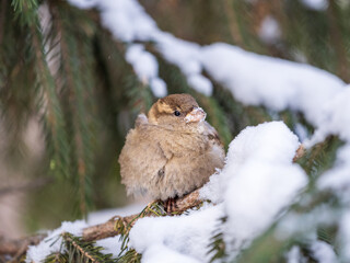 Sparrow sits on a fir branch with snow in winter