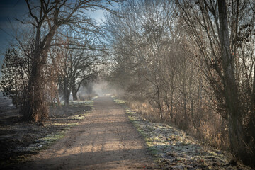Paisaje de bosque verde oscuro Hermoso bosque con suelo cubierto de musgo y rayos del sol a través de los árboles	