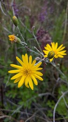 Narrowleaf Silkgrass