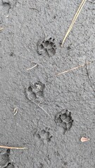 Animal Tracks