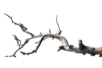dry branches, isolated on white background