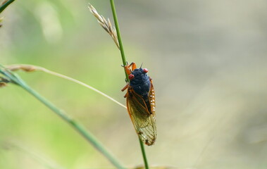 A cicadas with red wings on the edge of a grass
