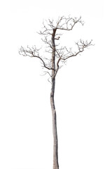 dead trees in thailand isolated on a white background
