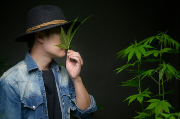 Farmer is holding cannabis leaf , checking and showing in legalized farm.