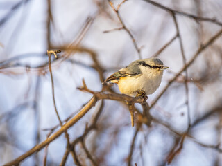 Eurasian nuthatch or wood nuthatch, lat. Sitta europaea, sitting on a tree branch with a blurred background.