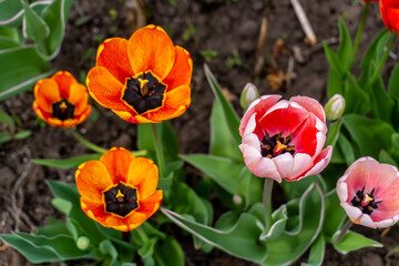 Fototapeta premium Red tulips in spring in the garden