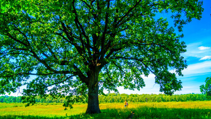 Obraz premium Big green tree in a field