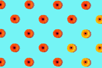 A pattern of gerbera flower on a cyan background. Valentine's Day. The beginning of spring. Flat lay. Top view. Copy space.