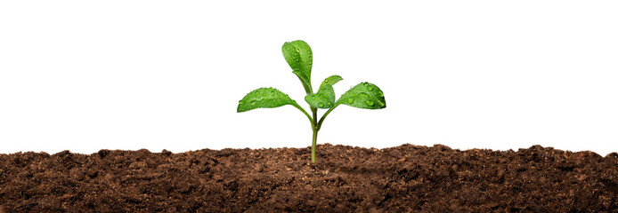 新芽　Young plant