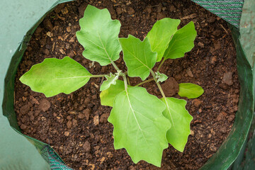 Brinjal eggplant (Solanum melongena) growing in grow bag.