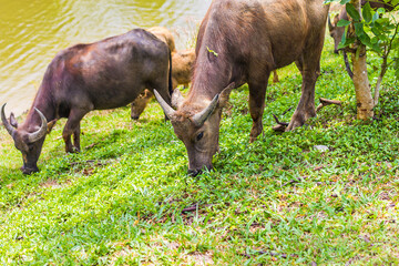 Buffalo walk eating grass in field. Buffalo portrait. Asian buffalo in farm in thailand .Close up