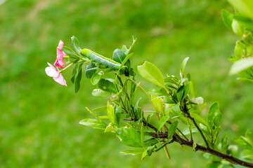 Caterpillar, Big green worm, Giant green worm with white stripes on the side there is a pattern near the header looks like big eyes on the green leaf in the garden background.