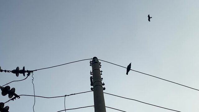 Crow Perched On Electric Power Line Against Clear Blue Sky With Bird Flying Past. Low Angle, Looking Up Slow Motion