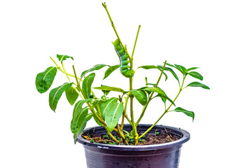 Big green worm animals isolate on white background or Caterpillar worm or Daphnis neri worm on the green leaf background in nature and enviroment ,Close up