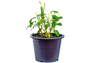 Big green worm animals isolate on white background or Caterpillar worm or Daphnis neri worm on the green leaf background in nature and enviroment ,Close up