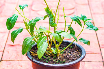 Big green worm animals or Caterpillar worm or Daphnis neri worm on the green leaf background in nature and enviroment ,Close up