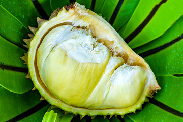 Durian fruit. Ripe durian. Tasty durian that has been, Durian on natural farm background healthy...