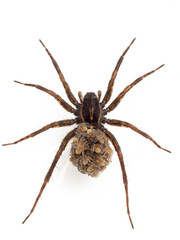 P5280023 dorsal view of female wolf spider, Pardosa sp., carrying babies, isolated, vertical cECP 2021