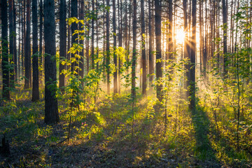 sunset in the forest