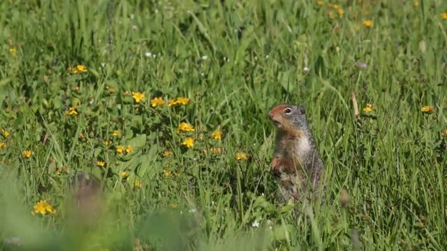 A ground squirrel stands up in a green field of grass and flowers and makes a chirping noise to communicate with nearby squirrels. No audio on this clip