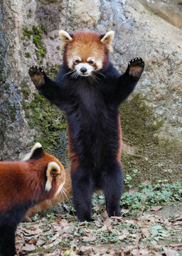 standing red panda Stock Photo | Adobe Stock