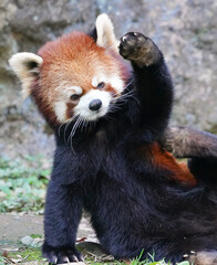 What's up red panda