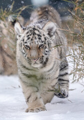 Fototapeta na wymiar Amur tiger cub