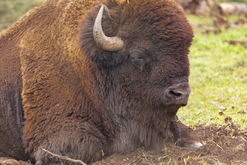Large male buffalo bison resting on the field.