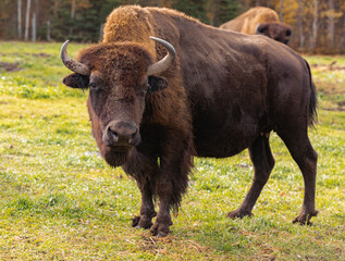 Bison looking at the camera. Female bison in the field
