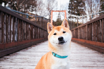 Cute Shiba Inu Dog wearing blue leash sitting outdoor 