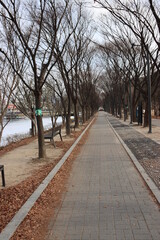 가로수길