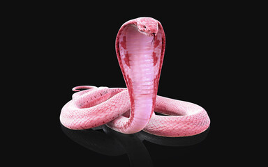 3d Illustration of Albino king cobra snake isolated on black background, Pink or white cobra snake